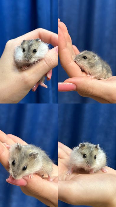 Джунгарский хомяк