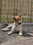 Shiba inu - czerwona suczka FCI