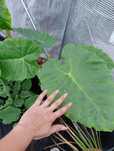 Leukokazja Gigantea Leucocasia Alokazja sadzonki