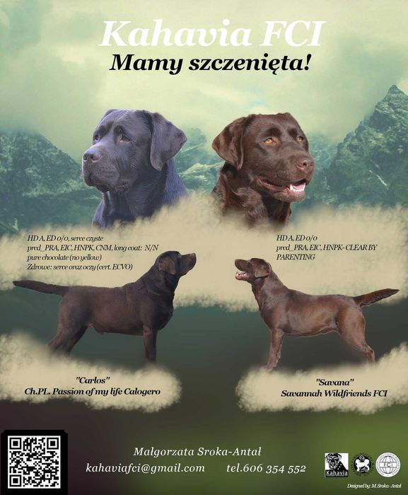 Labrador Retriever ZKwP/FCI- czekoladowa sunia