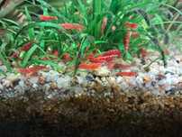 Krewetki Red Cherry