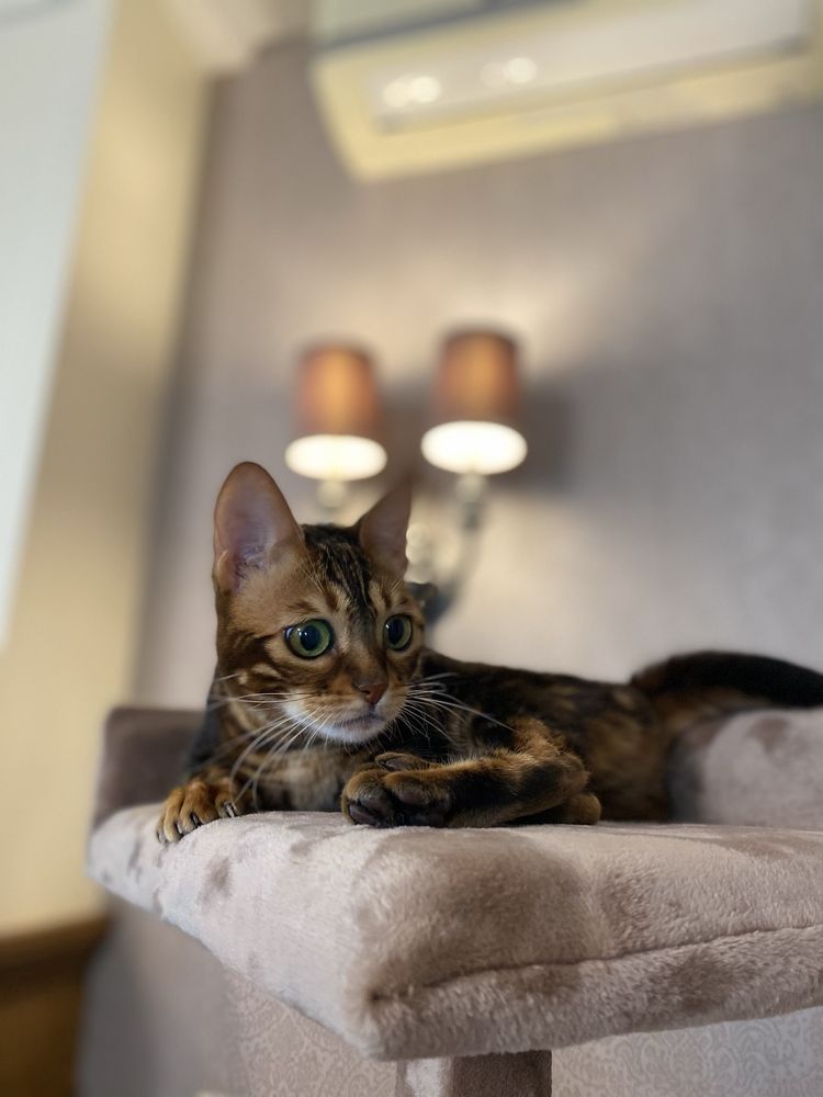 Продам домик для кота, кошки. Качественные кошачьи домики