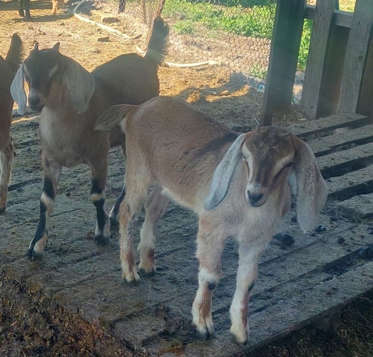 Козенята  англо-нубійські
