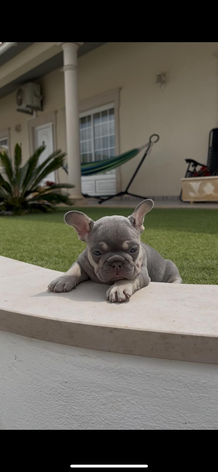 Bulldog francês  macho