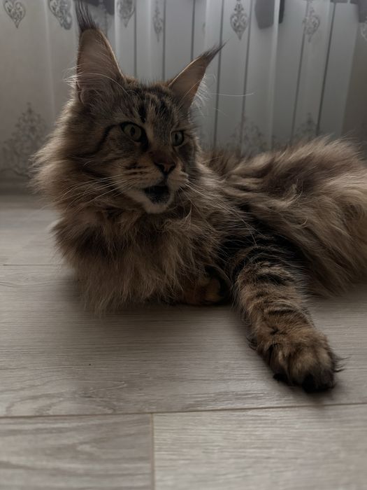 Котик хлопчик Мейн кун