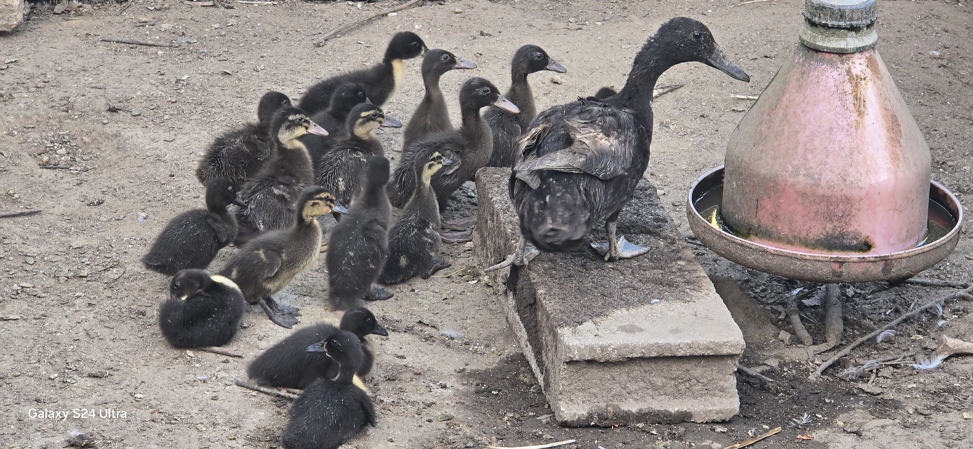 patos de diversas raças com 1 mês (viana do castelo)