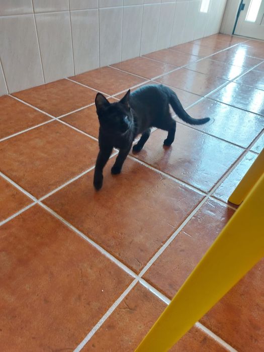 Gatinhos bebês com esterilização gratuita para adoção