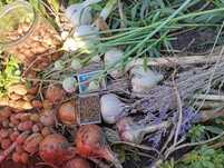 Продукты домашние лук, чеснок косточка лещина, орех, бузина лаванда