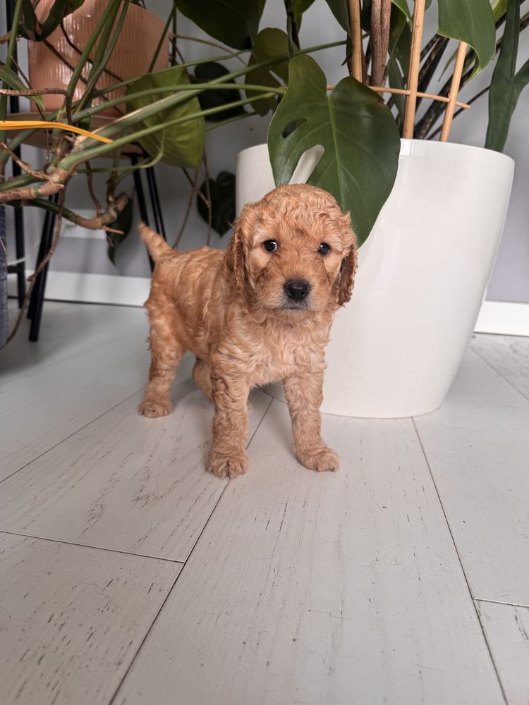 Goldendoodle F1b - piękny chłopczyk