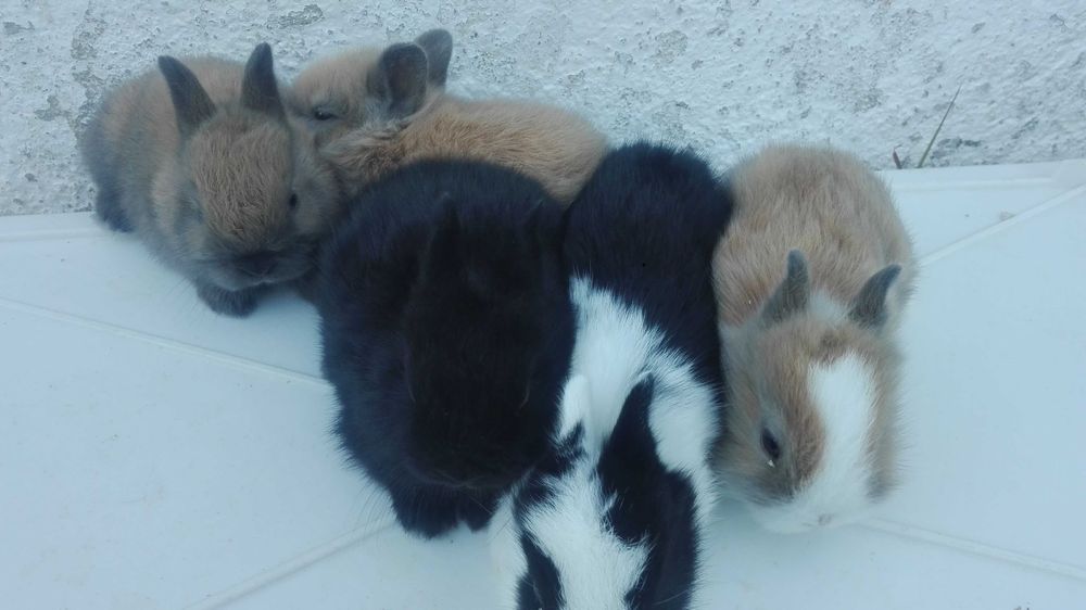 Vendo coelhos anões fofinhos pequeninos