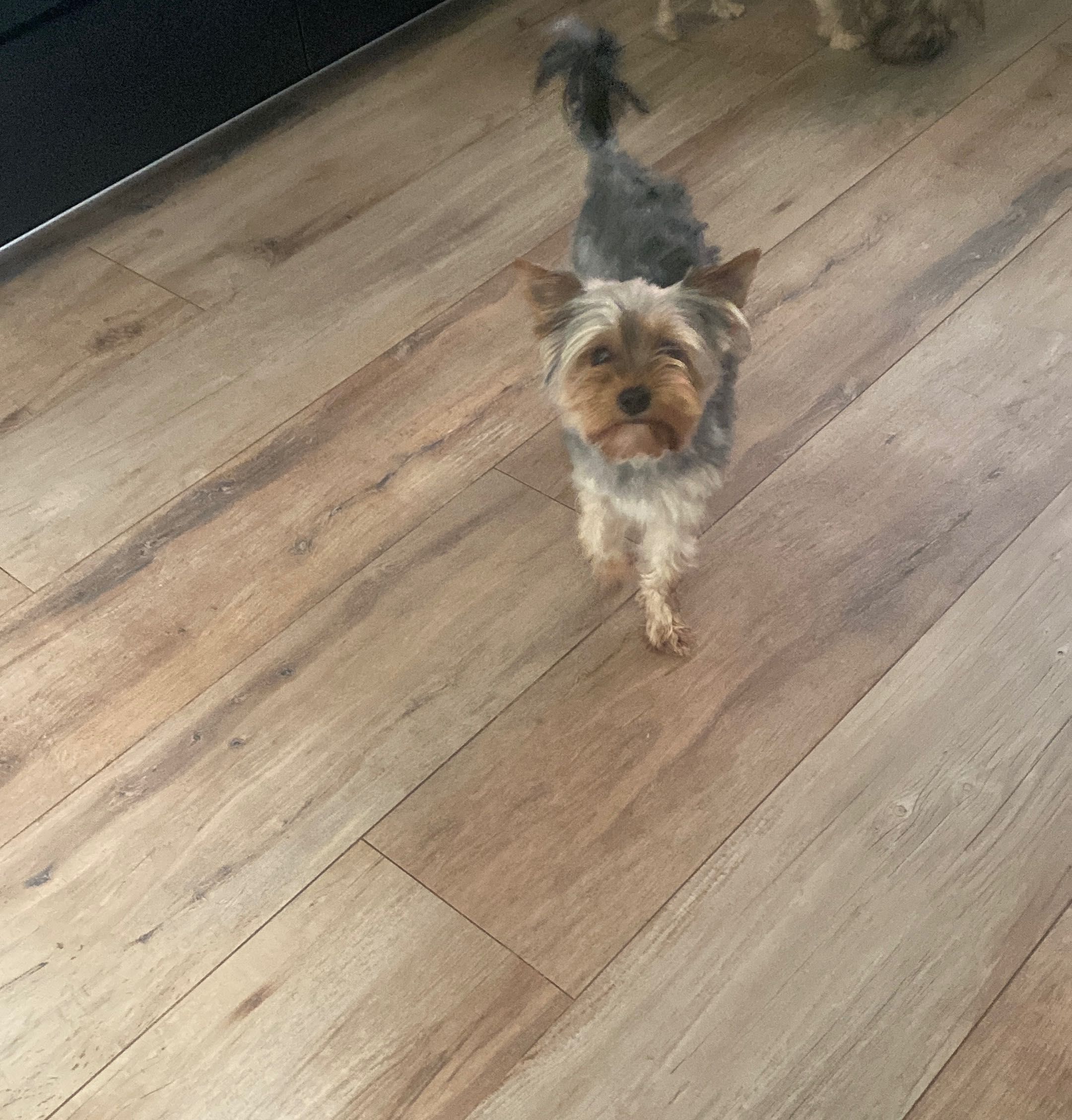 Suczka york shire terrier 17 miesięczna zaszczepiona na wściekliznę