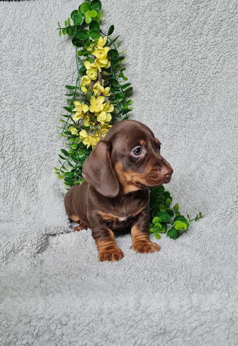 Teckel menina chocolate tan de Qualidade