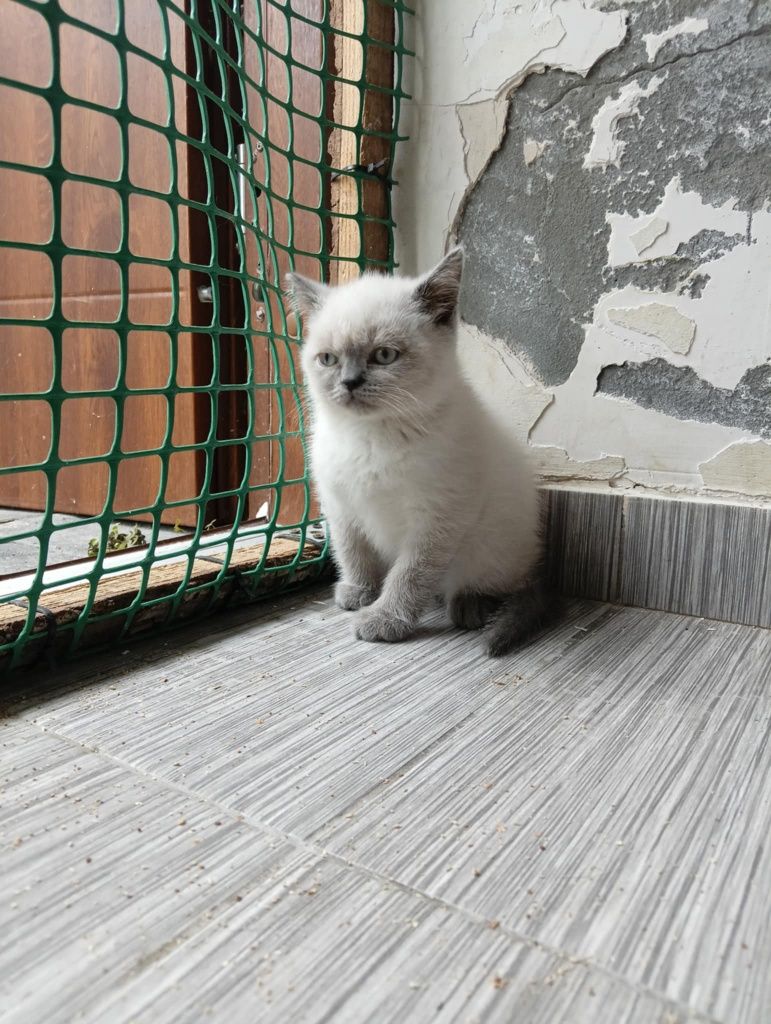 Kot brytyjski kocurek