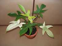 Сортовий філодендрон Florida Beauti Alba