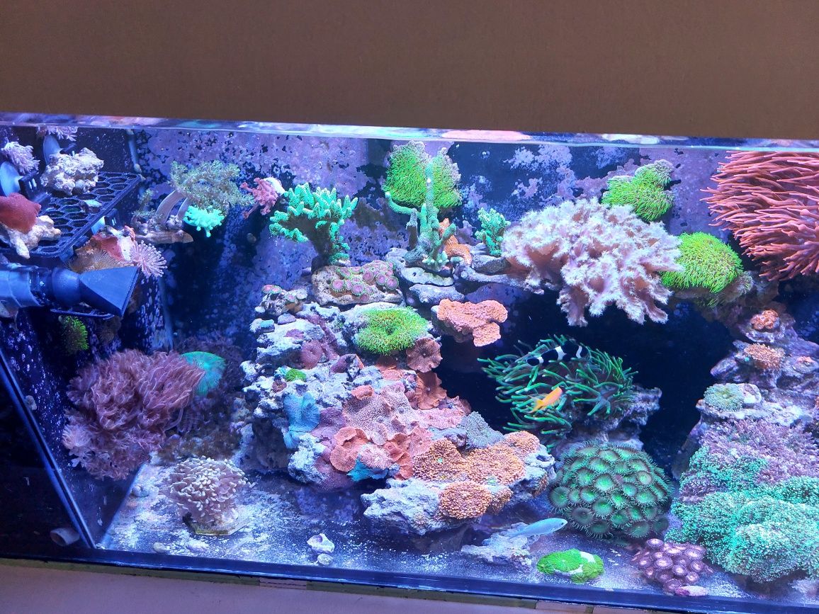 Koralowce akwarium morskie