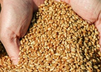 продам пшеницю 4000 гр за тонну