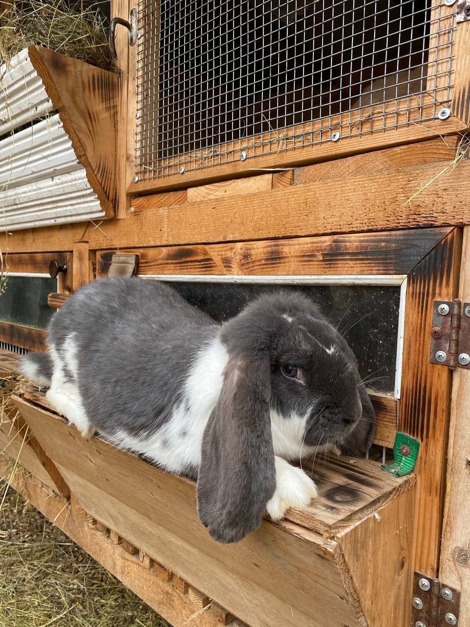 Продам кроликів породи французького барана