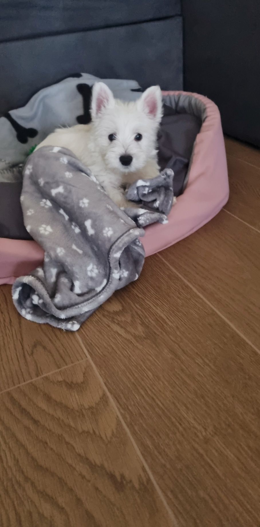 West Highland White Terrier- suczka