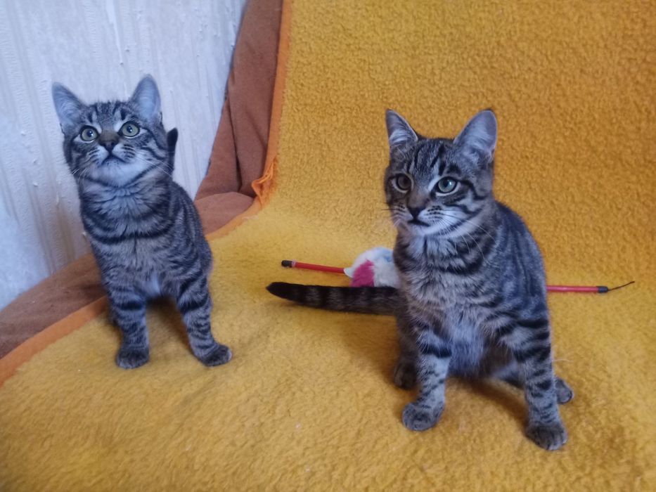Полосатые котята мальчики табби ищут дом! Котенок в хорошие руки!