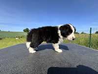 Border collie piesek po Championie Polski ZKwP FCI