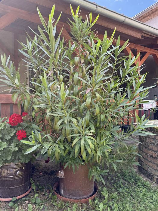 Oleander rozowy 140cm