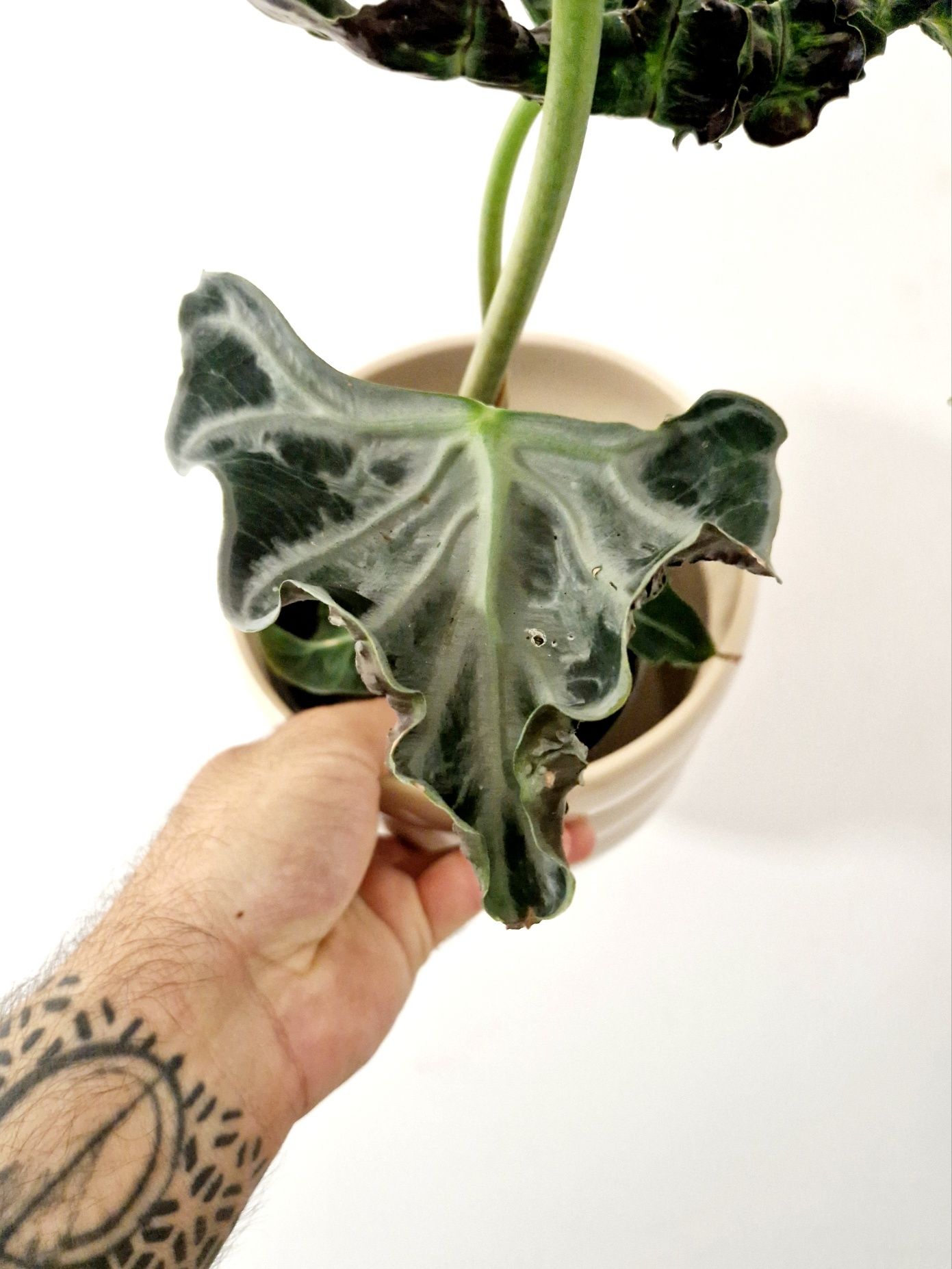 Alocasia Loco rara