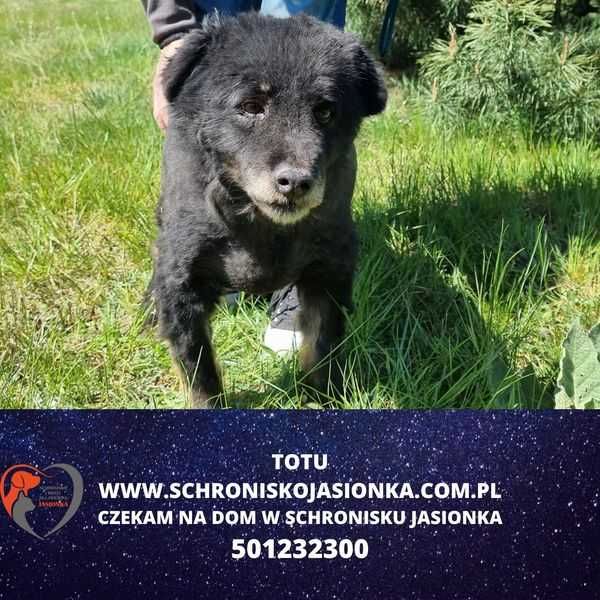 Totu -do adopcji schronisko Jasionka