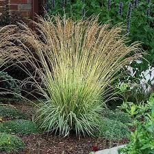 Molinia Variegata
