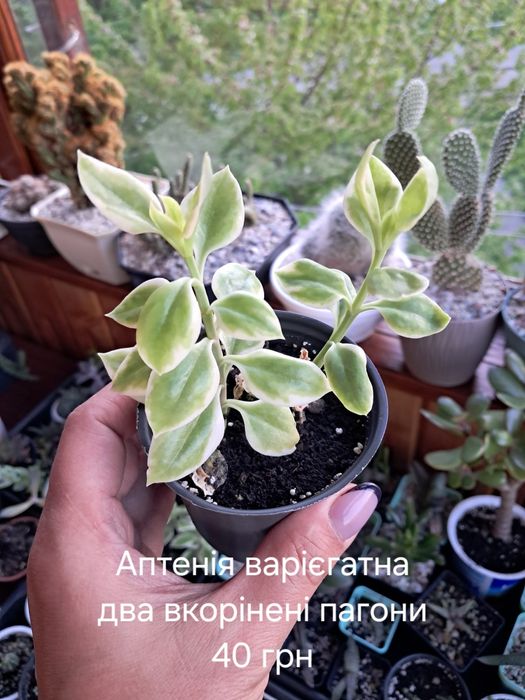 Продам різні сукуленти