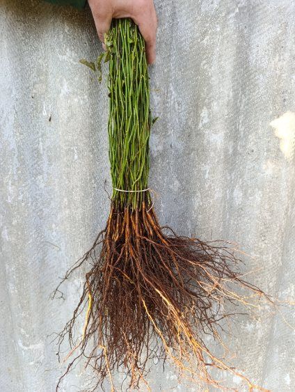 Podkładka róż Multiflora Erecta