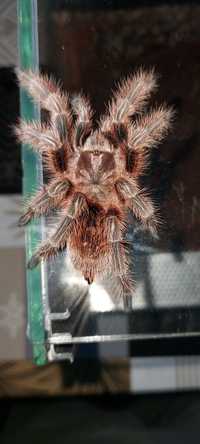 Ptasznik Grammostola rosea RED