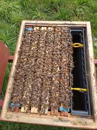 Pszczoły odkłady pszczele 2024