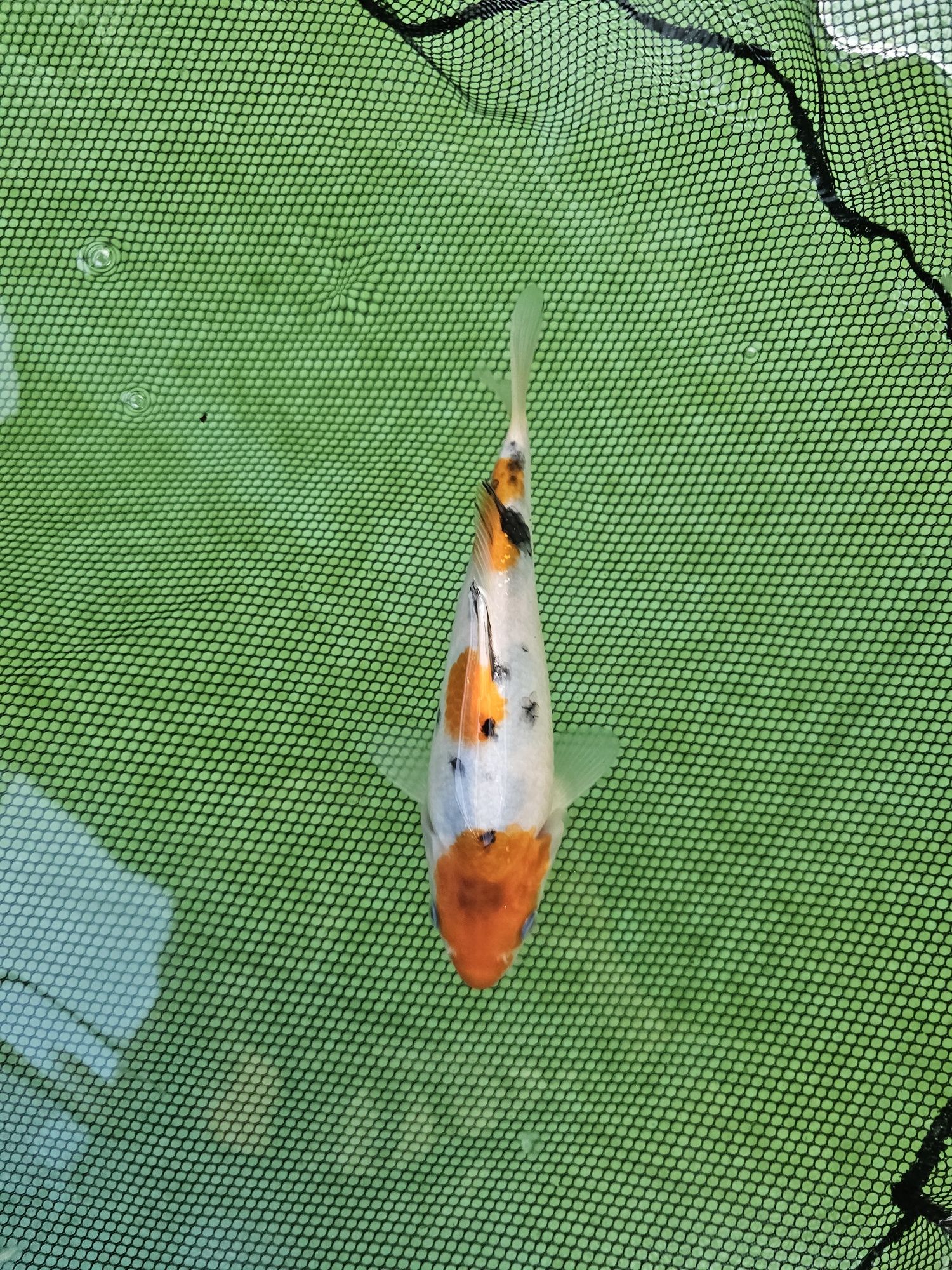 Japoński Karp koi 15 - 25cm