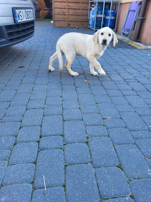 Suczka Labrador retriever