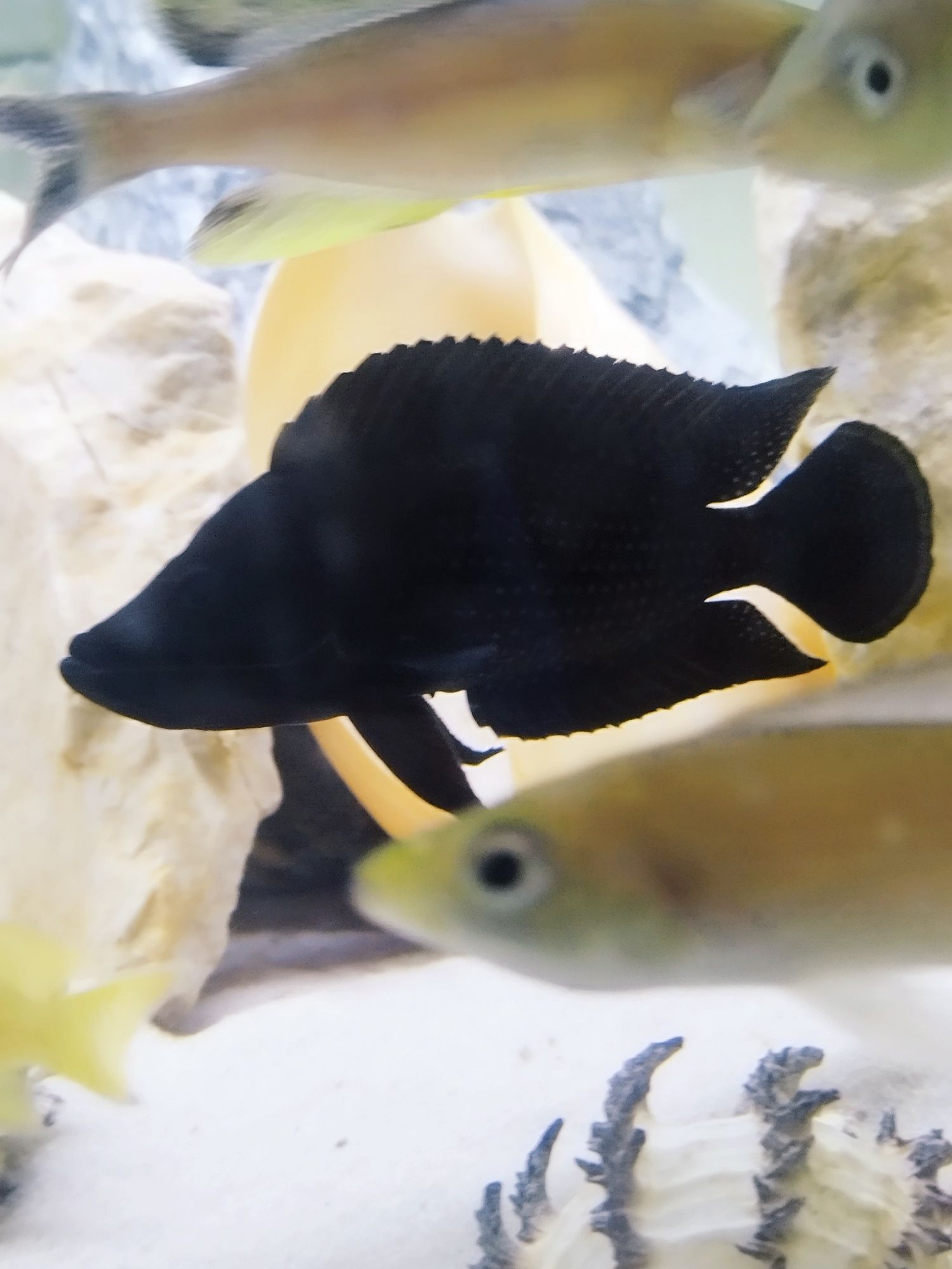 Altolamprologus calvus Black pectoral tanganika