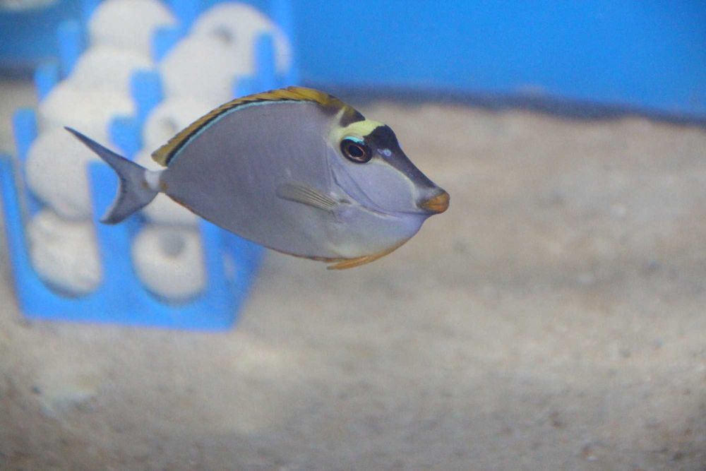 Naso Lituratus, morskie