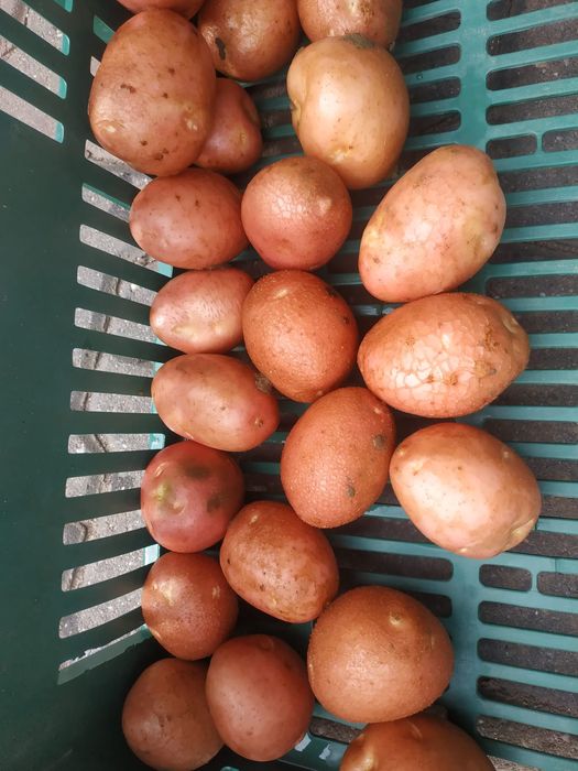 Ziemniaki Red Sonia na samym oborniku.