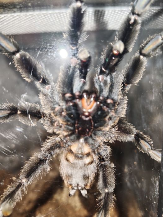 Psalmopoeus Victory - dorosły,świeży samiec