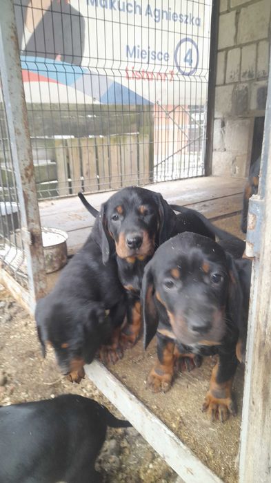 Szczeniak Gończy Polski