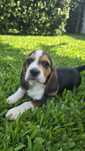 Beagle tricolor fantástico