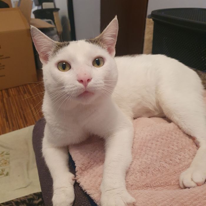Kocurek Fredziu do adopcji