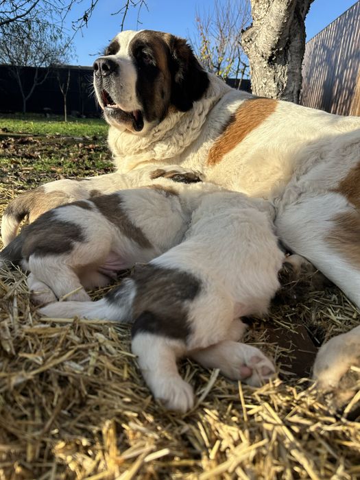 Щенки Московские стороживые