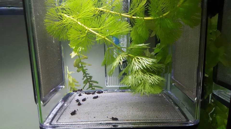 Fish isolation Box acrilico