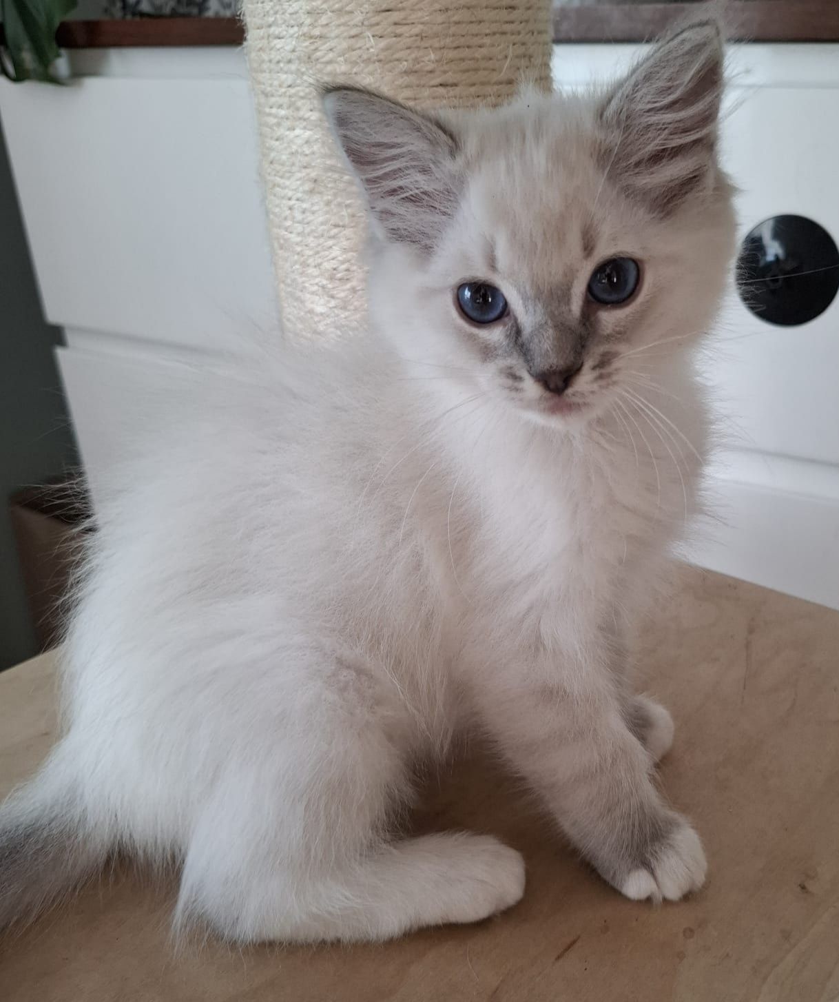 Ragdoll chłopiec piękne umaszczenie prążkowany blue mitted lynx