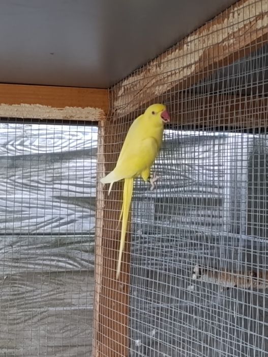 Aleksandrertta obrożna 2020 samica