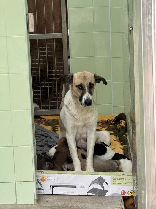 Bebés xCão de Gado Transmontano