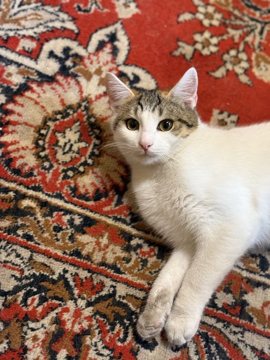 Белая ласковая кошечка нуждается в доме