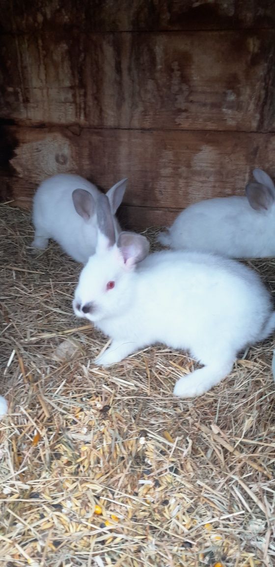 Małe króliki 8sztuk