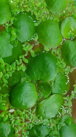 Limnobium laevigatum - rośliny pływające 5 pln porcja
