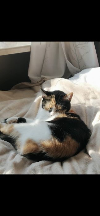 Oddam kotke w dobre ręce